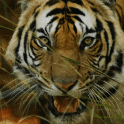 Tiger Zoo GIF by AlienVibes