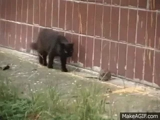cat rat GIF