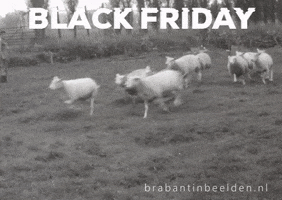 Add To Cart Black Friday GIF by Brabant in Beelden
