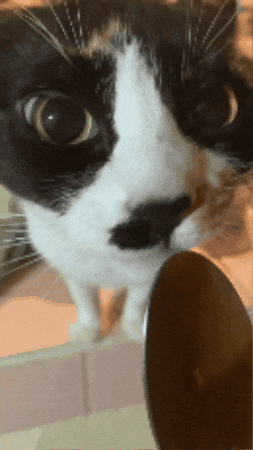 Cat Eating GIF