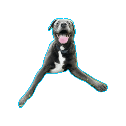 PetSafe Sticker