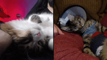 Cat GIF
