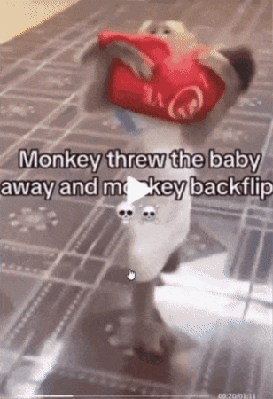 Meme GIF