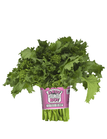 Fennel Romaine Sticker