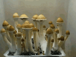 mushroom fungi GIF