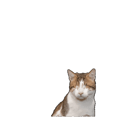 25Cats Sticker by Gray Hat Films