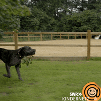 Big Dog Running GIF by SWR Kindernetz