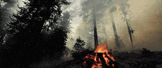 Video gif. Bonfire is crackling in the woods and smoke billows out around it as light beams majestically through the trees.