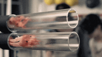 Slow Motion Meat GIF