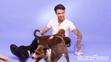 liam payne puppy GIF by Republic Records