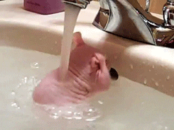 Shower GIF - Find Share on GIPHY