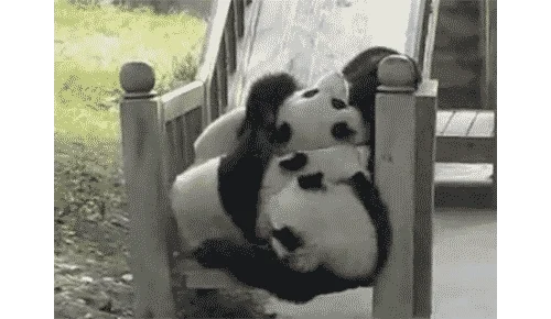 panda playing GIF