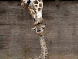 Moms Day GIF