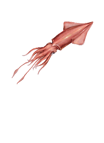 Squid Fisherman Sticker by Anju Pesca