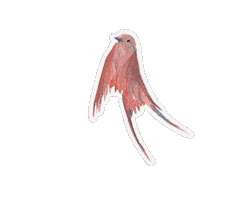 Bird Flying Sticker by Jupitermond Verlag