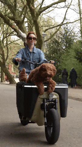 Stoer Bakfiets GIF by STOERbikes