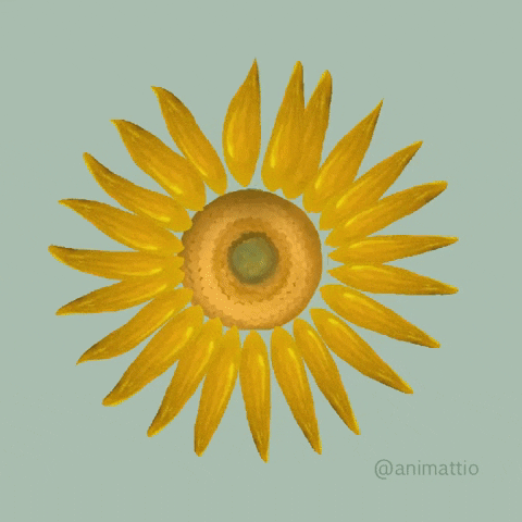 Digital illustration gif. Painting of a sunflower against a sage green background as each petal lights up in a continuous looping ring of light.