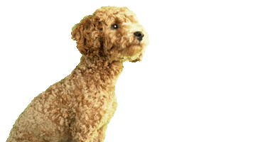 Poodle Sticker