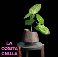 La Cosita Chula GIF
