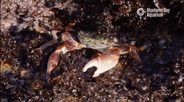 Go Away Crab GIF by Monterey Bay Aquarium