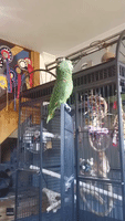 Playful Parrot Sings ‘Baby Shark’ Perched Upon His Cage