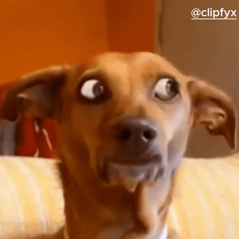Shocked Dog GIF