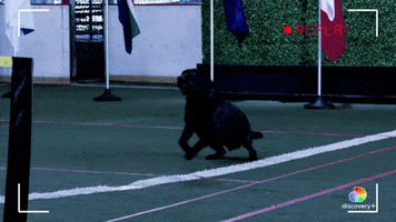 Dogs Trailer GIF by Puppy Bowl
