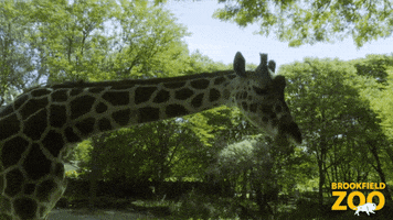 Oh Hello Giraffe GIF by Brookfield Zoo