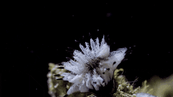 Growing Sea Sponge GIF by Daily Mail Online
