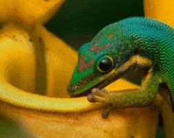 globalentertainment cosmos lizard