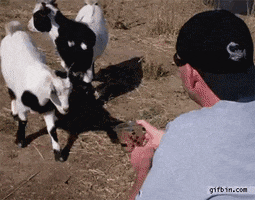 scared goat GIF