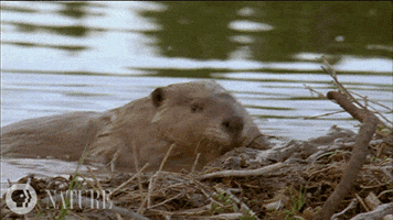 Pbs Nature Beaver GIF by Nature on PBS