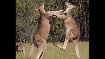 Kangaroo GIF by Violent Professional