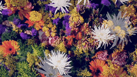 Flowers Bloom Gifs Get The Best Gif On Giphy