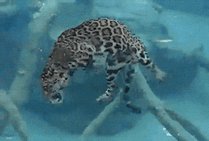 green1.GIF (2273 bytes)