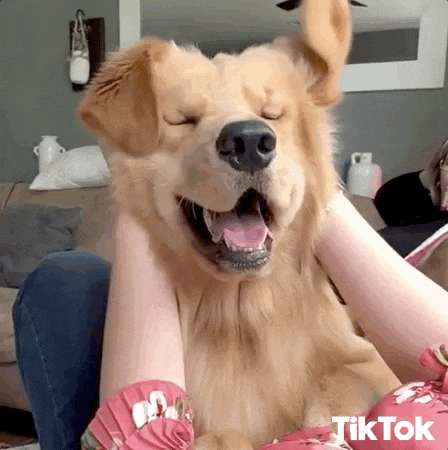 happiest dog gif