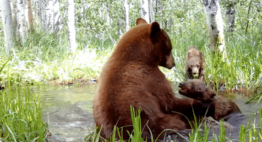 Bear Playing GIF by Storyful