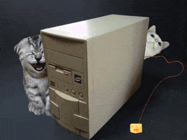 Kitten Mouse GIF by Hacker Noon