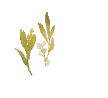 Chamomile Sticker