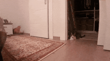 hacettepehaydok cat running reverse odin GIF