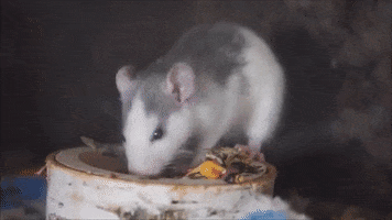 7 De Siete GIF