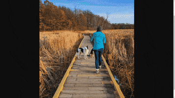 Bordercollie GIF
