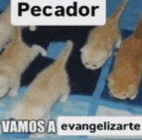 Cats Pecador GIF