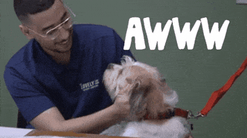 Dog Awww GIF by The Lovely Law Firm Injury Lawyers