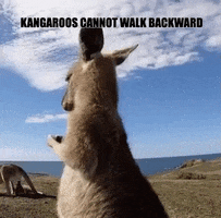Kangaroo GIF by Not Just Trivia