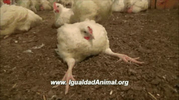 LaBlueGirl mexico vegan chicken vegano GIF
