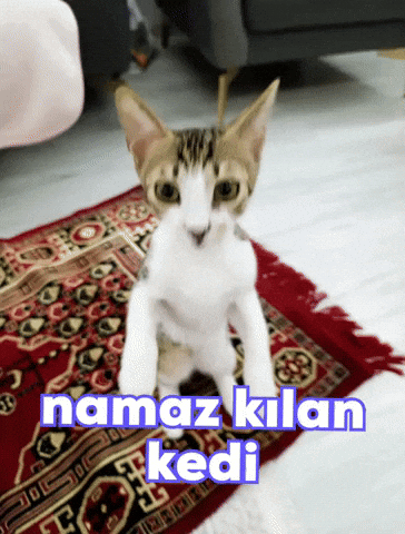 Cat Muslim GIF