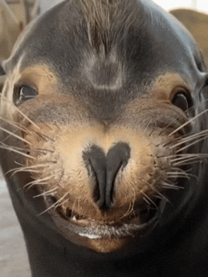 Sea Lion Smile GIF by Aquarium of the Pacific