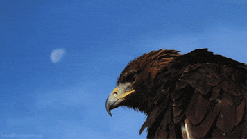 Golden Eagle Bird GIF