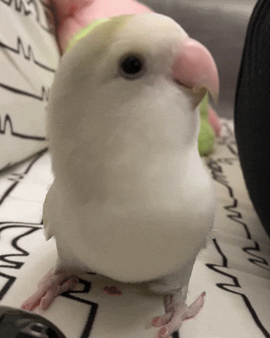 Jump Go GIF